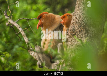 Famille de singes proboscis (Nasalis larvatus) dans la mangrove de Kalimantan, Indonésie. Banque D'Images