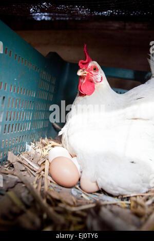 La poule blanche avec plusieurs grands oeufs frais Banque D'Images