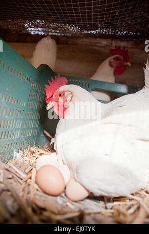 La poule blanche avec plusieurs grands oeufs frais Banque D'Images