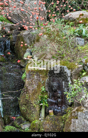 Hosen-in Temple, Ohara, près de Kyoto, au Japon. Edgeworthia chrysantha (paperbush) par un flux de plus en plus près de l'entrée Banque D'Images