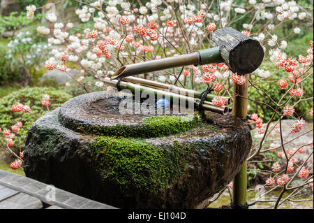 Hosen-in temple, Ohara, près de Kyoto, au Japon. La "tsukubai", pour le rituel du lavage des mains. Edgeworthia chrysantha (paperbush) Banque D'Images