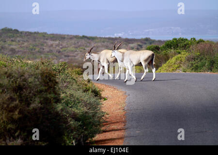 Éland commun (Taurotragus oryx) traverser la route dans le Parc National de la côte ouest à Langebaan, Afrique du Sud. Banque D'Images
