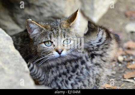 Wildcat, prédateur, petits chats, chats, chat, chat sauvage, Felis silvestris, chats sauvages, les prédateurs, l'Allemagne, Banque D'Images