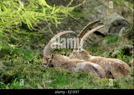 Capricorne, bouquetin, mountain nanny goat, ruminat, bovidés, Boviden, Allemagne, Capra ibex, montagnes, de cornes, d'animaux, animal sauvage, Banque D'Images