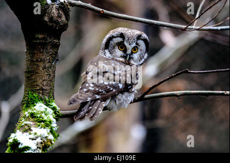 Aegolius funereus, hibou, hiboux, griffons, raptor, oiseau de proie, Petit-duc maculé, hiboux, oiseau de nuit, la nyctale boréale, oiseau, oiseaux Banque D'Images