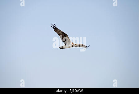 Osprey, battant, Balbuzard fluviatile, oiseau, rapace, oiseau de proie, vol, Pandion haliaetus, Thaïlande, Banque D'Images