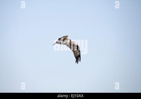 Osprey, battant, Balbuzard fluviatile, oiseau, rapace, oiseau de proie, vol, Pandion haliaetus, Thaïlande, Banque D'Images