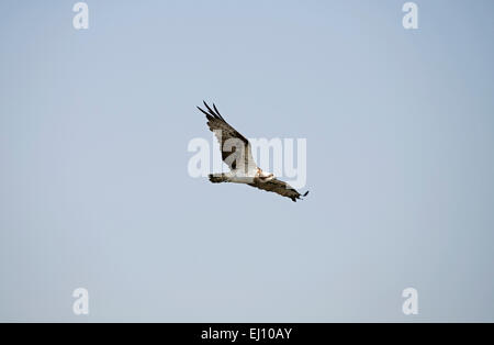 Osprey, battant, Balbuzard fluviatile, oiseau, rapace, oiseau de proie, vol, Pandion haliaetus, Thaïlande, Banque D'Images