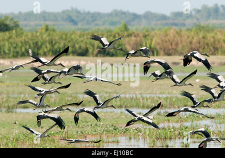 Asian openbill, vol, Tale Noi, Thaïlande, oiseau, échassier, groupe, anastomus oscitante Banque D'Images