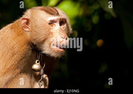 La récolte, coco, le nord du porc macaque à queue, Koh Samui, Thaïlande, le macaque, mammifere, singe, Macaca leonina, picking, portrait Banque D'Images