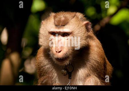 La récolte, coco, le nord du porc macaque à queue, Koh Samui, Thaïlande, le macaque, mammifere, singe, Macaca leonina, picking, portrait Banque D'Images