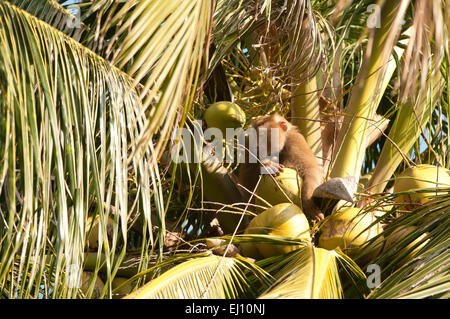 La récolte, coco, le nord du porc macaque à queue, Koh Samui, Thaïlande, le macaque, mammifere, singe, Macaca leonina, préparation, Banque D'Images