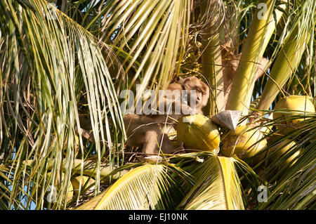 La récolte, coco, le nord du porc macaque à queue, Koh Samui, Thaïlande, le macaque, mammifere, singe, Macaca leonina, préparation, Banque D'Images