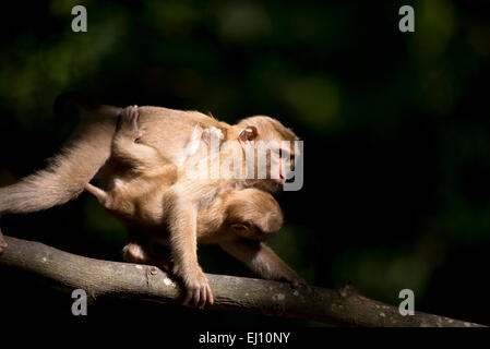 Porc macaque à queue du nord, le macaque, bébé, Thaïlande, singe, Macaca leonina, jeune, femme Banque D'Images