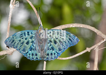 Constable, Thaïlande, insecte, papillon, dichorragia nesimachus, bleu Banque D'Images