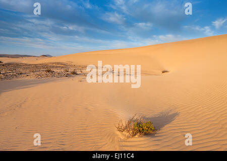 Parque Natural de Corralejo, parc, Espagne, Europe, Iles Canaries, Fuerteventura, sable, dunes Banque D'Images