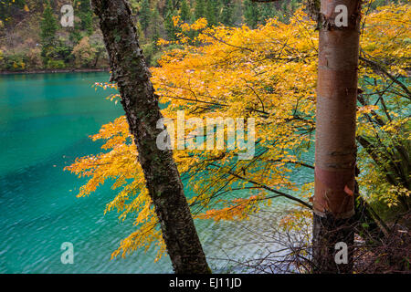 Jiuzhaigou, parc national, le lac panda, Chine, Asie, province, Sichuan, l'UNESCO, patrimoine mondial de la nature, le lac, à la fin de l'automne, l'automne, Banque D'Images