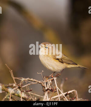 « Récent Phylloscopus collybita, perché au sommet d'auburn, Glousestershire Banque D'Images