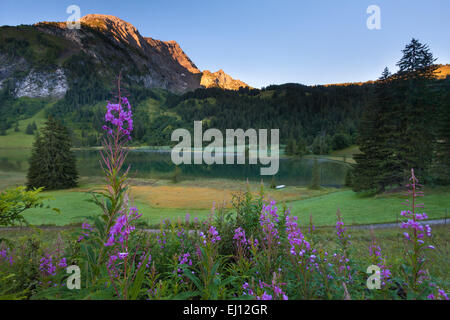 Lauenensee, Suisse, Europe, le canton de Berne, Oberland Bernois, Simmental, lac de montagne, lac, lumière du matin, d'épilobes, willowh Banque D'Images