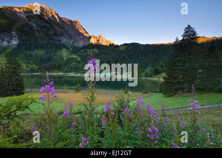 Lauenensee, Suisse, Europe, le canton de Berne, Oberland Bernois, Simmental, lac de montagne, lac, lumière du matin, d'épilobes, willowh Banque D'Images