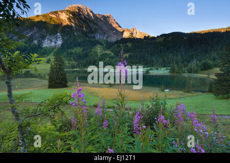 Lauenensee, Suisse, Europe, le canton de Berne, Oberland Bernois, Simmental, lac de montagne, lac, lumière du matin, d'épilobes, willowh Banque D'Images