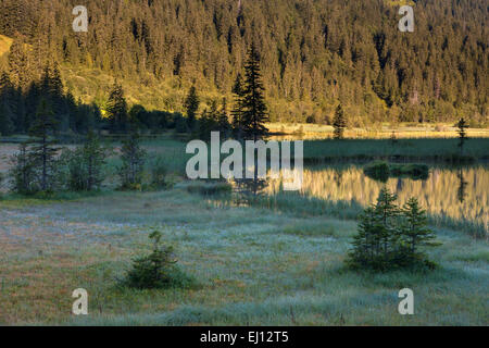 Lauenensee, Suisse, Europe, le canton de Berne, Oberland Bernois, Simmental, lac de montagne, lac, lumière du matin, bois, forêt, ref Banque D'Images