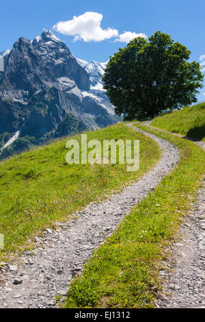 Vallée, Rosenlaui, Suisse, Europe, le canton de Berne, Oberland Bernois, sycomore, chemin Banque D'Images