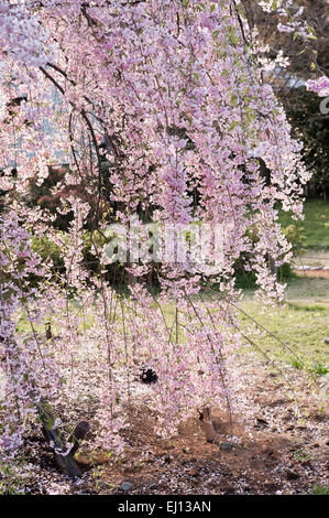 Kyoto, Japon. Fleur de cerisier (Prunus pleureur pendula) au début du printemps Banque D'Images