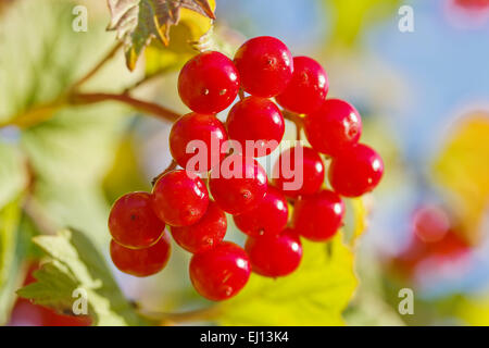 Un tas de petits fruits viburnum close-up shot Banque D'Images