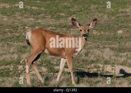 Un jeune mâle Cerf mulet (Odocoileus hemionus) Navigation dans la vallée du Parc National Theodore Roosevelt, dans le Dakota du Nord. Banque D'Images