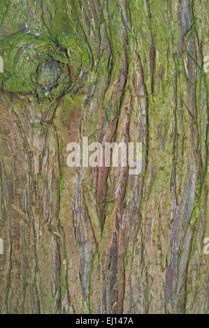 Le thuya géant / Pacifique / thuya thuya géant géant / shinglewood / cèdre (Thuja plicata) close up de l'écorce des arbres Banque D'Images