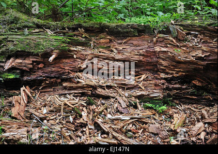 Tronc d'arbre tombé en décadence laissés à pourrir sur le sol de la forêt comme bois mort, de l'habitat pour les invertébrés, les mousses et les champignons Banque D'Images