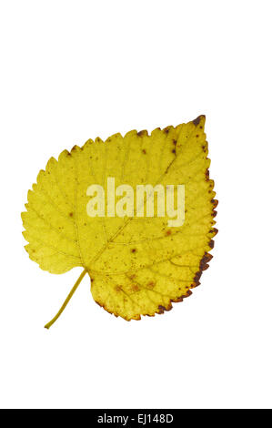 Le mûrier noir (morus nigra / blackberry) feuille en couleurs de l'automne, originaire de l'Asie du sud-ouest contre fond blanc Banque D'Images