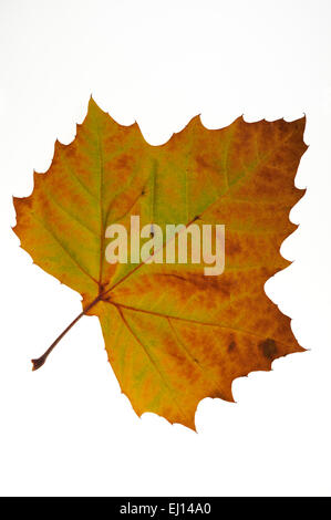 American sycamore / avion américain / avion occidental / Buttonwood (Platanus occidentalis) autumn leaf indigènes au USA on white Banque D'Images