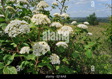 Wayfarer / Wayfaring Tree (Viburnum lantana) en fleurs Banque D'Images