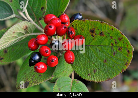 Wayfarer / Wayfaring Tree (Viburnum lantana) close up de drupes mûres rouges et noirs Banque D'Images