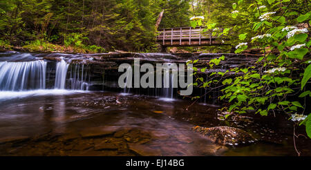 Pont pour piétons et cascades le ruisseau de cuisine à Ricketts Glen State Park, New York . Banque D'Images