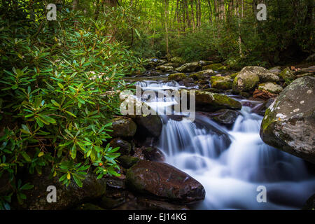 Cascades le Roaring Fork, dans le Great Smoky Mountains National Park, Tennessee. Banque D'Images