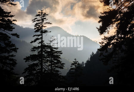 Soir vue à travers les pins d'un belvédère sur Newfound Gap Road, dans le Great Smoky Mountains National Park, Tennessee. Banque D'Images