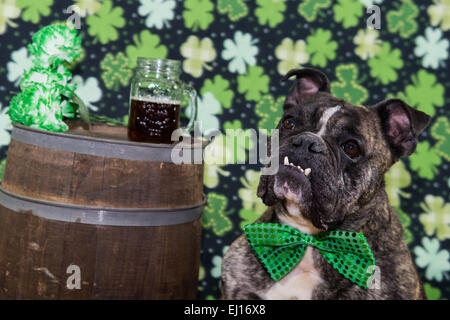 Le jour de rue Patrick Dog Banque D'Images