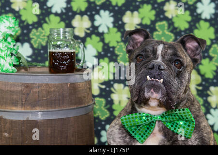 Le jour de rue Patrick Dog Banque D'Images