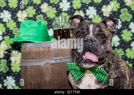 Le jour de rue Patrick Dog Banque D'Images