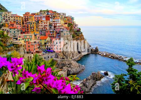 Village de Manarola, sur la côte des Cinque Terre de l'Italie avec des fleurs Banque D'Images