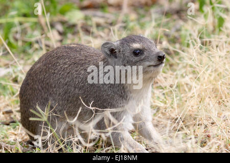 Un rocher Procavia capensis, hyrax, entre l'herbe dans le Parc National du Serengeti, Tanzanie. Ce blaireau ressemble à un cochon et Banque D'Images