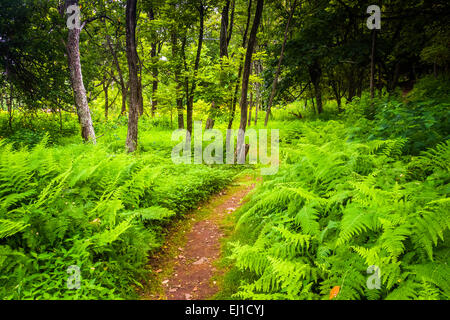 Fougères le long d'un étroit sentier à travers une forêt à Shenandoah National Park, en Virginie. Banque D'Images