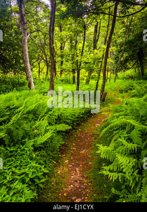 Fougères le long d'un étroit sentier à travers une forêt à Shenandoah National Park, en Virginie. Banque D'Images