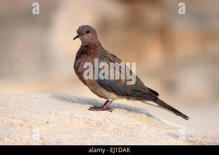 Rire égyptien Dove (Spilopelia senegalensis aegyptiaca) perché sur un rocher Banque D'Images