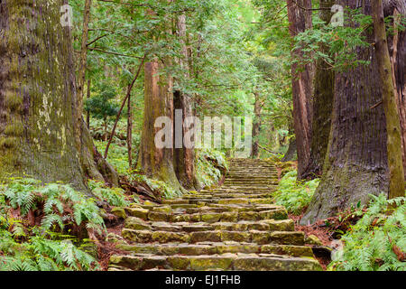 Kumano Kodo à Daimon-zaka, un sentier sacré désigné comme site du patrimoine mondial de l'UNESCO dans la région de Nachi, Wakayama, Japon. Banque D'Images