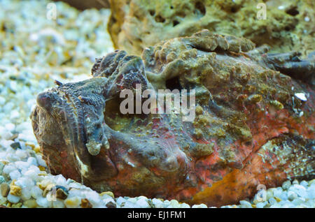 Synanceia verrucosa est une espèce de poisson marin connu sous le nom de corail poisson-pierre avec colonne vertébrale venimeux, il a la forme d'un rocher en corail Banque D'Images