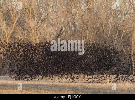 Wawayanda, N.Y, USA. Mar 19, 2015. Un grand troupeau de carouges à épaulettes s'exécute à partir d'un champ de Wawayanda, New York, sur un après-midi de fin d'hiver. Crédit : Tom Bushey/ZUMA/Alamy Fil Live News Banque D'Images